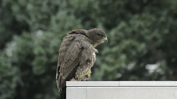 510112 - Common buzzard (Buteo buteo) grooming itself on roof