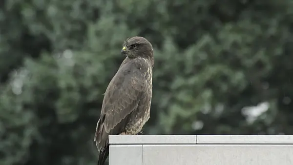 510113 - Common buzzard (Buteo buteo) grooming itself on roof