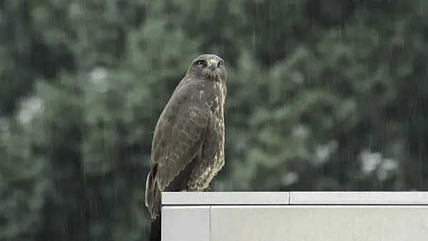 510114 - Common buzzard (Buteo buteo) on roof