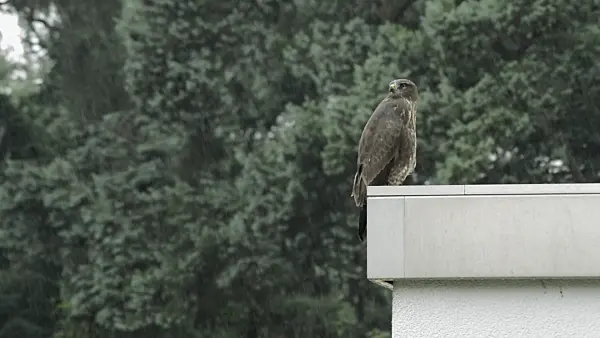 510115 - Common buzzard (Buteo buteo) on roof