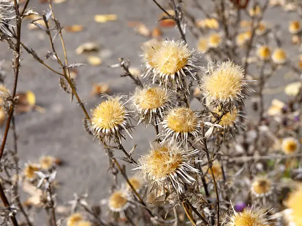 465206 - Common carline thistle (Carlina vulgaris)