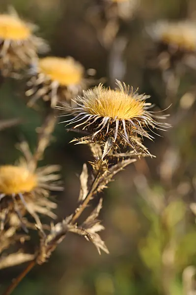 478085 - Common carline thistle (Carlina vulgaris)