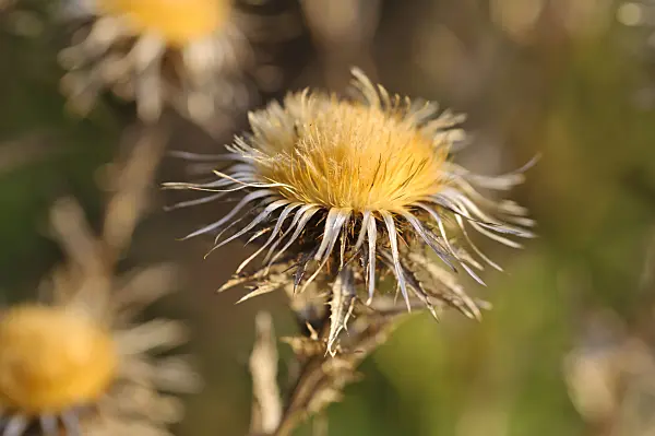 478086 - Common carline thistle (Carlina vulgaris)