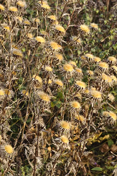 478087 - Common carline thistle (Carlina vulgaris)
