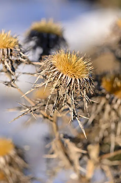 518127 - Common carline thistle (Carlina vulgaris subsp. spinosa)