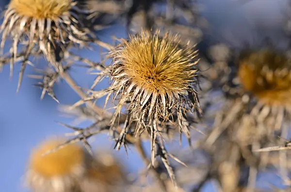 518128 - Common carline thistle (Carlina vulgaris subsp. spinosa)