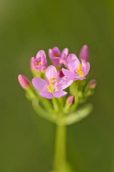534229 - Common centaury (Centaurium erythraea)