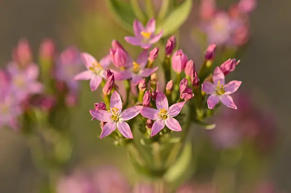 534230 - Common centaury (Centaurium erythraea)