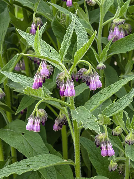 437329 - Common comfrey (Symphytum officinale)