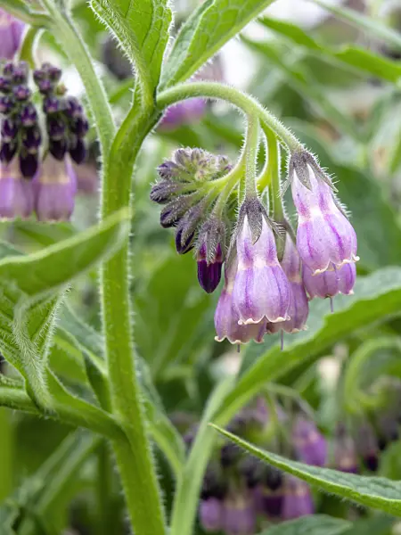 437330 - Common comfrey (Symphytum officinale)