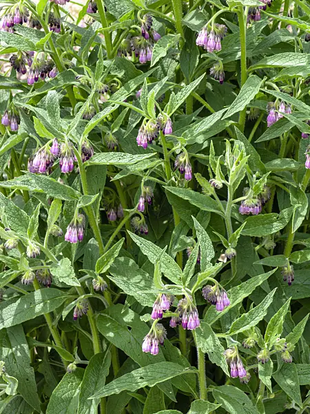 437331 - Common comfrey (Symphytum officinale)