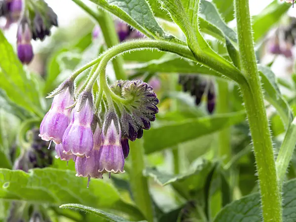 437332 - Common comfrey (Symphytum officinale)