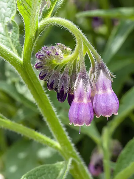437333 - Common comfrey (Symphytum officinale)