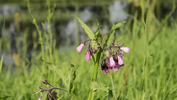 510099 - Common comfrey (Symphytum officinale)