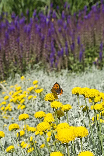 546033 - Common copper (Lycaena phlaeas) and yarrow (Achillea)