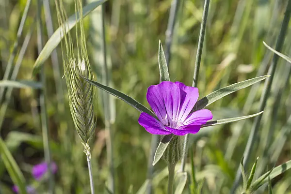 608137 - Common corn cockle (Agrostemma githago) and rye (Secale cereale)