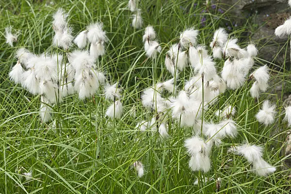 608068 - Common cotton grass (Eriophorum angustifolium)