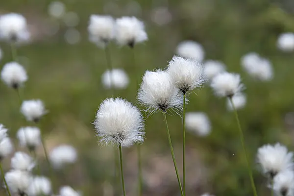 651241 - Common cotton grass (Eriophorum angustifolium)