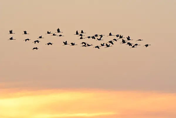 525198 - Common crane (Grus grus)