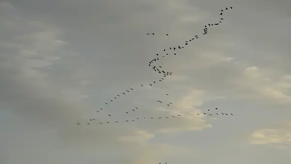 513016 - Common cranes (Grus grus) in the evening sky, Lower Oder Valley National Park, Germany