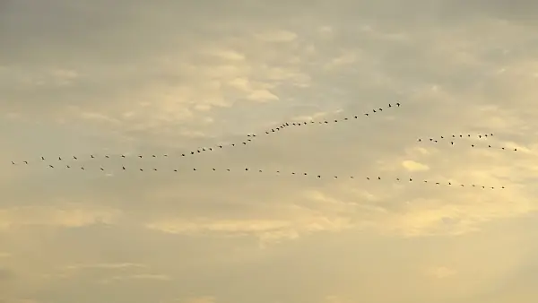 513017 - Common cranes (Grus grus) in the evening sky, Lower Oder Valley National Park, Germany