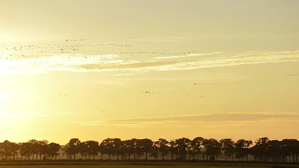 513018 - Common cranes (Grus grus) in the evening sky, Lower Oder Valley National Park, Germany