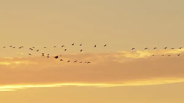 513022 - Common cranes (Grus grus) in the evening sky, Lower Oder Valley National Park, Germany