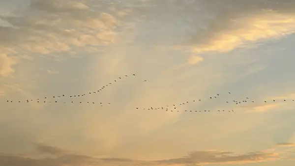 513023 - Common cranes (Grus grus) in the evening sky, Lower Oder Valley National Park, Germany