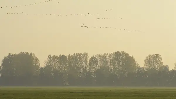 513103 - Common cranes (Grus grus) near Linum, Germany