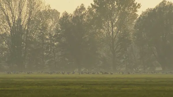 513104 - Common cranes (Grus grus) near Linum, Germany