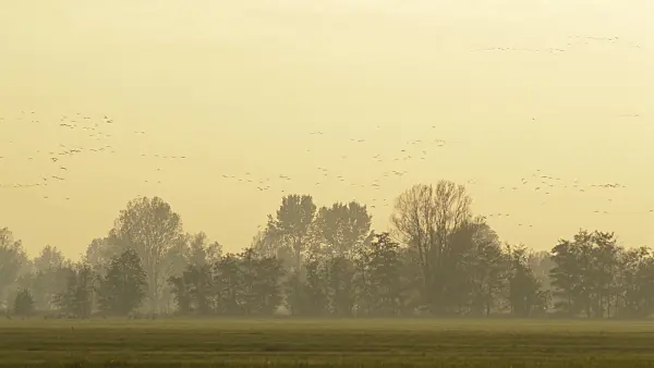 513105 - Common cranes (Grus grus) near Linum, Germany