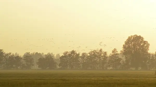 513106 - Common cranes (Grus grus) near Linum, Germany