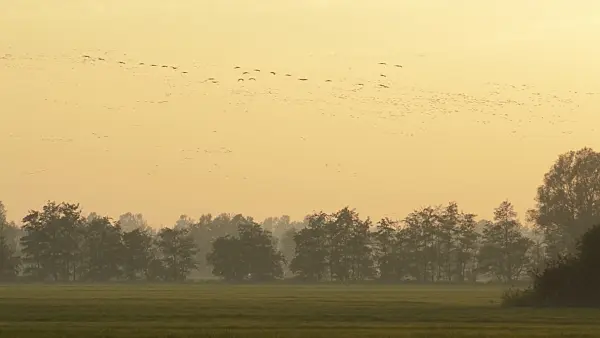 513107 - Common cranes (Grus grus) near Linum, Germany