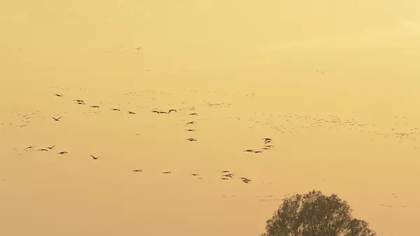 513108 - Common cranes (Grus grus) near Linum, Germany