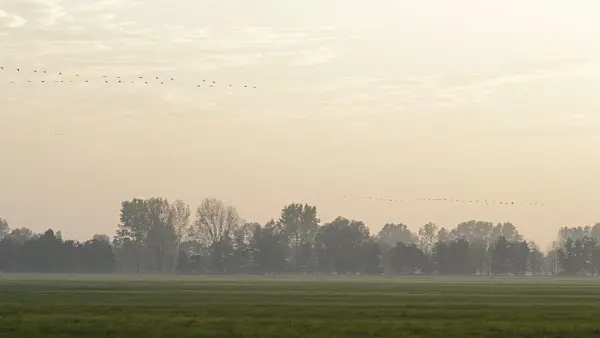 513110 - Common cranes (Grus grus) near Linum, Germany