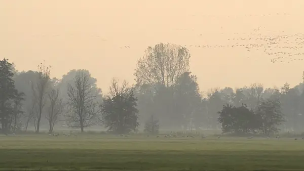 513111 - Common cranes (Grus grus) near Linum, Germany