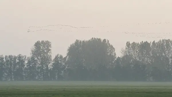 513112 - Common cranes (Grus grus) near Linum, Germany