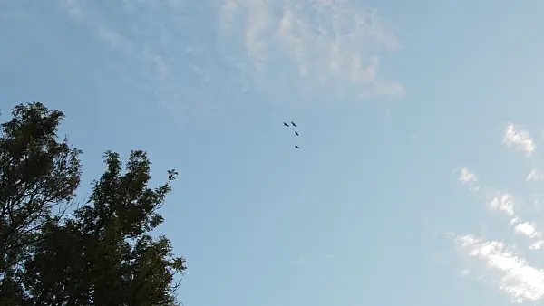 513113 - Common cranes (Grus grus) near Linum, Germany