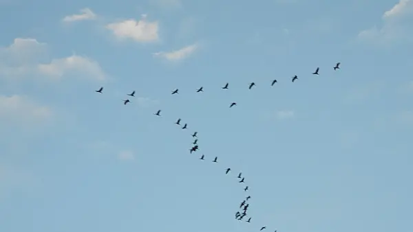 513114 - Common cranes (Grus grus) near Linum, Germany