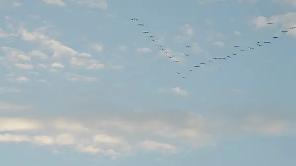 513115 - Common cranes (Grus grus) near Linum, Germany