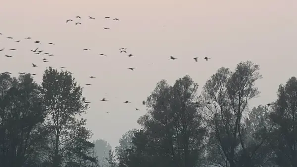 513116 - Common cranes (Grus grus) near Linum, Germany