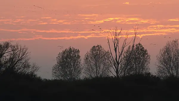 513118 - Common cranes (Grus grus) near Linum, Germany