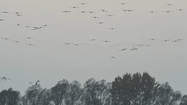 513121 - Common cranes (Grus grus) near Linum, Germany