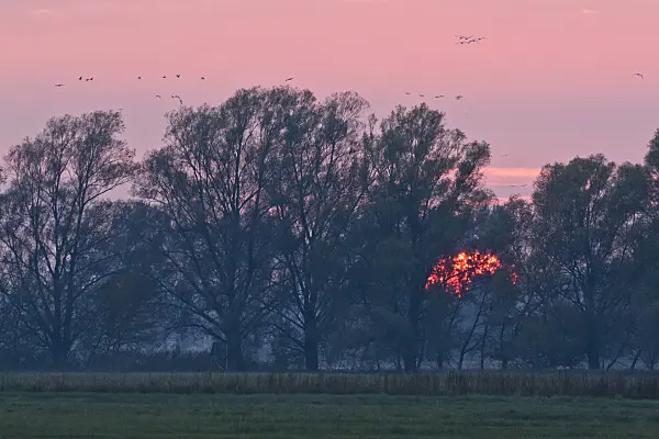 561099 - Common cranes (Grus grus) near Linum, Germany
