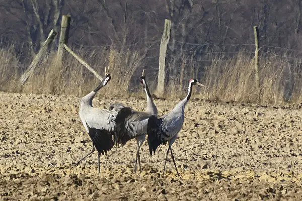 554044 - Common cranes (Grus grus) on a field, Brandenburg, Germany