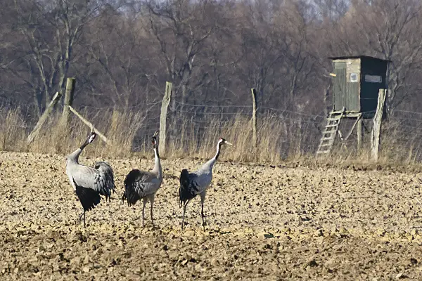 554045 - Common cranes (Grus grus) on a field, Brandenburg, Germany