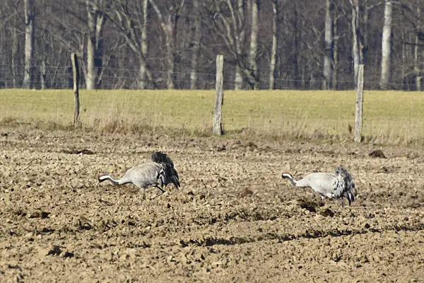 554043 - Common cranes (Grus grus) on a field, Common cranes (Grus grus) sur un champ, Brandebourg, Allemagne, Germany