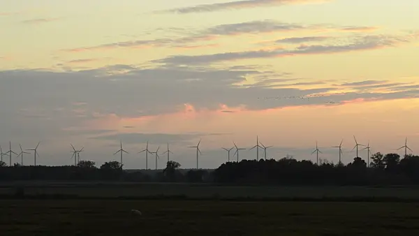 513025 - Common cranes (Grus grus) with windmills, Germany