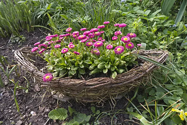 601039 - Common daisy (Bellis) in a wicker basket