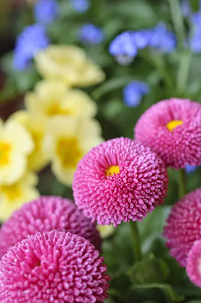471127 - Common daisy (Bellis perennis)